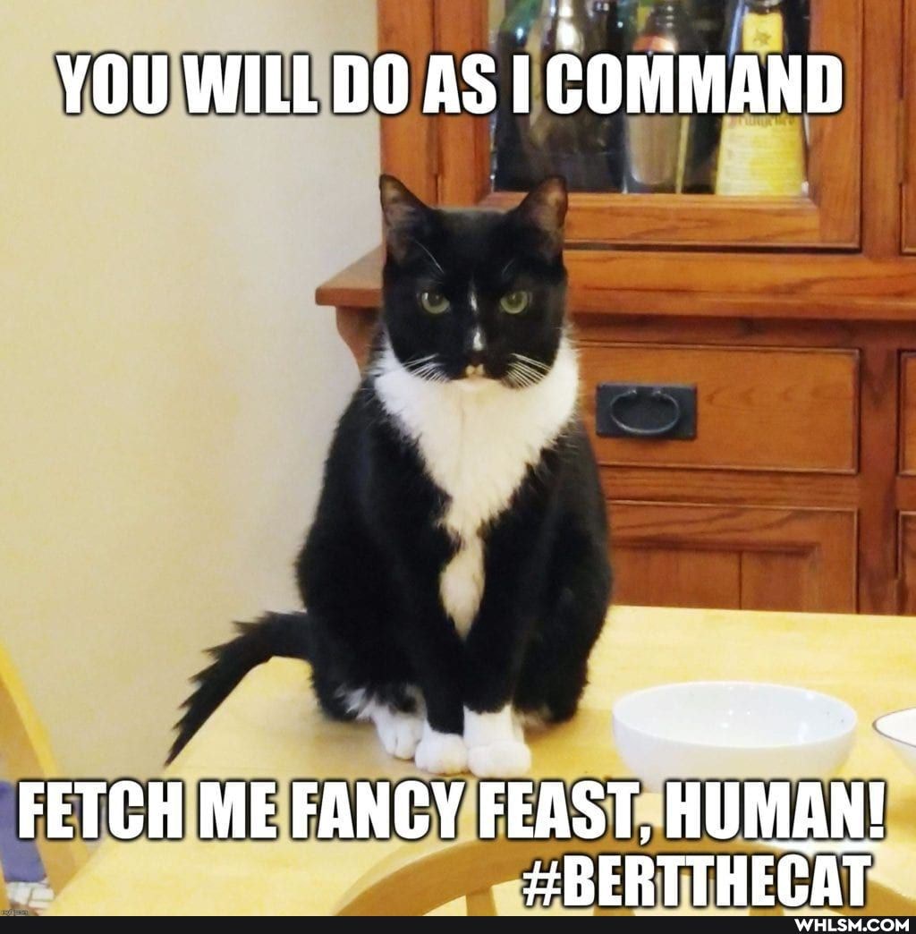 YOU WILL DO AS I COMMAND
FETCH ME FANCY FEAST, HUMAN?
TTHEPAT