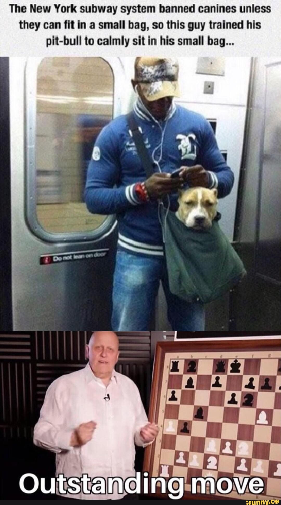The New York subway system banned canines unless
they can fit in a small bag, so this guy trained his
pit-bull to calmly sit in his small bag...