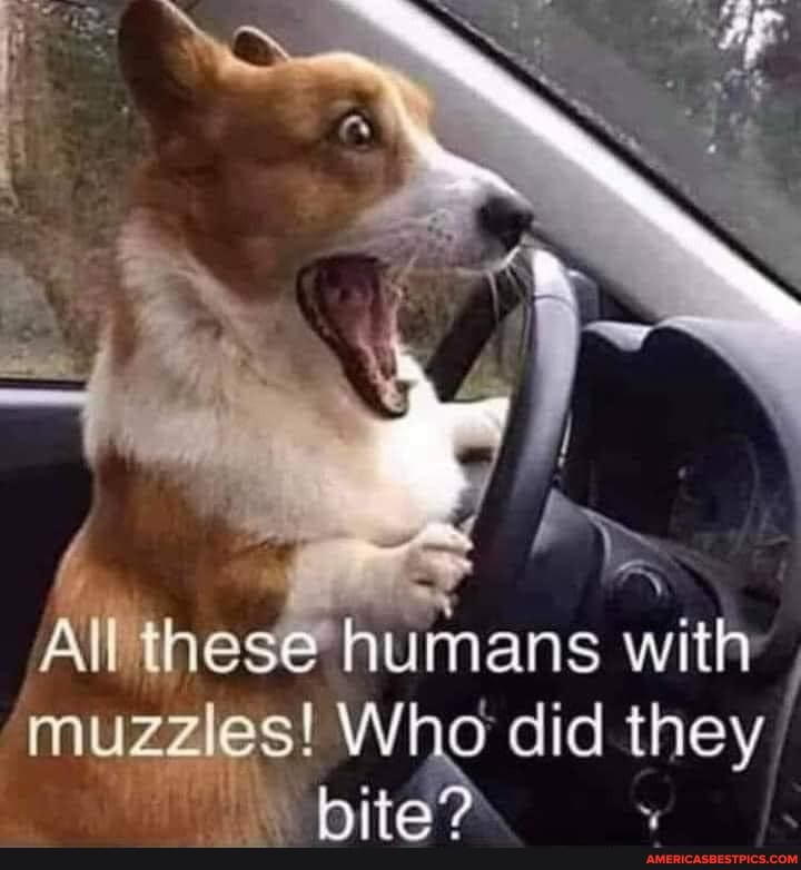 All these humans with muzzles! Whe did they
hita