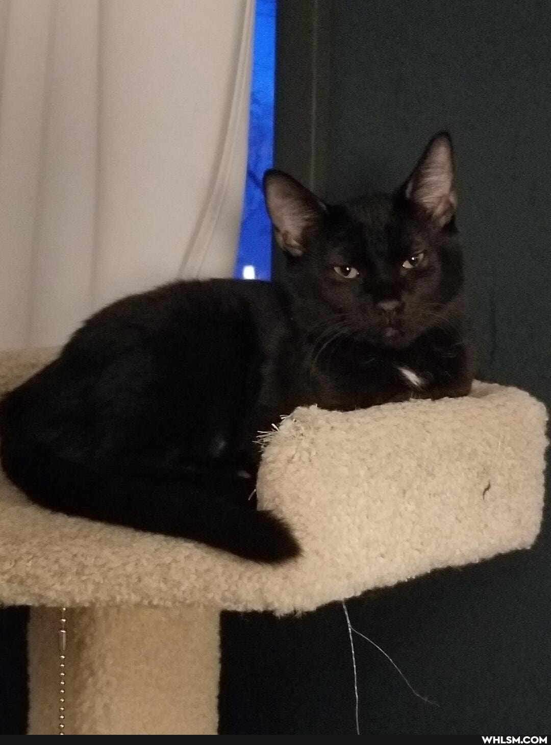 aww, neutral_post, cat