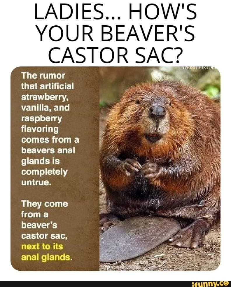 LADIES... HOW'S YOUR BEAVER'S CASTOR SAC? The rumor that artificial
