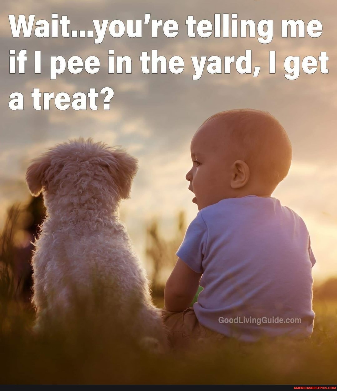 Wait...you're telling me if I pee in the yard, get a treat?
