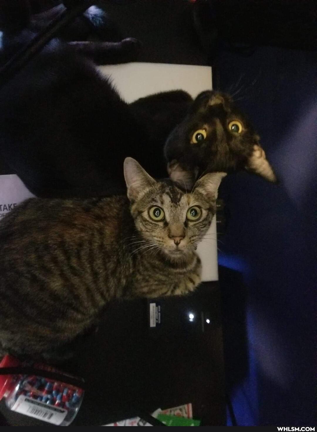 cat, aww, kitten