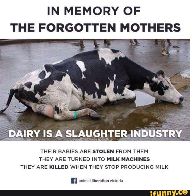 IN MEMORY OF
THE FORGOTTEN MOTHERS
THEIR BABIES ARE STOLEN FROM THEM
THEY ARE TURNED INTO MILK MACHINES
THEY ARE KILLED WHEN THEY STOP PRODUCING MILK
n amma‘ Iiherztin