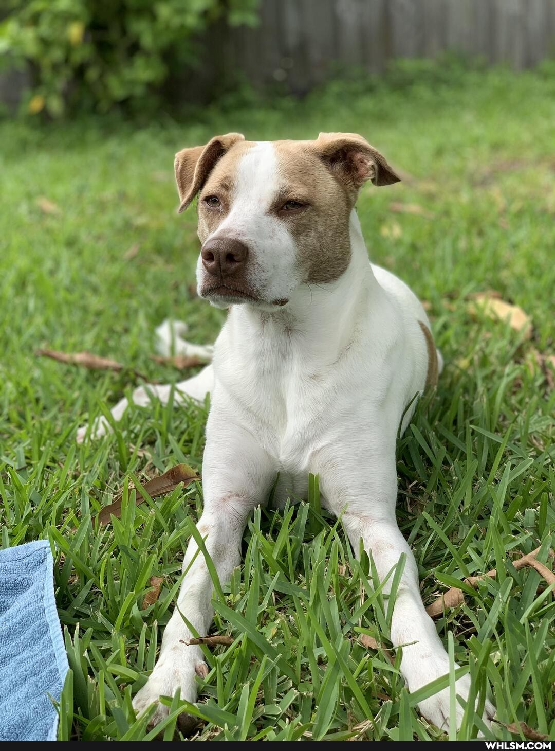 dogs, rescue_dog, adopt_dont_shop