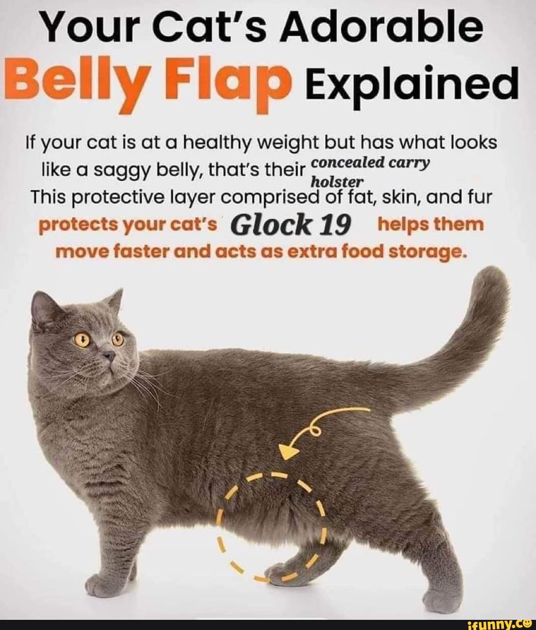 Your Cat's Adorable Belly Flap Explained If your cat is at a healthy ...