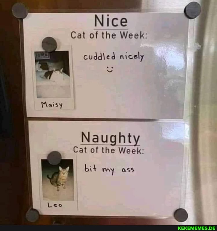 ice Cat of the Week: cuddled nicely Naughty Cat of the Week: bit my ass Leo