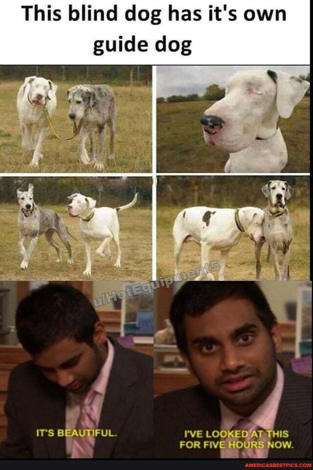 This blind dog has it's own
guide dog
BEAUTIFUL.
FOR FIVE HOURS NOW.