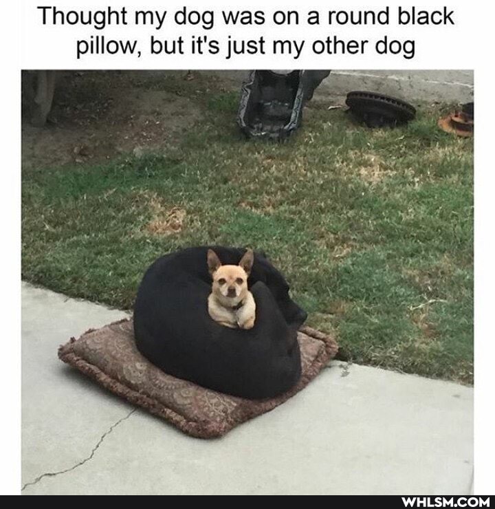 Thought my dog was on a round black pillow, but it's just my other dog
