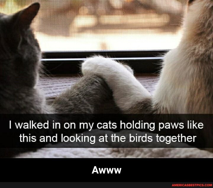 I walked in on my cats holding paws like this and looking at the birds together
Awww - Awww