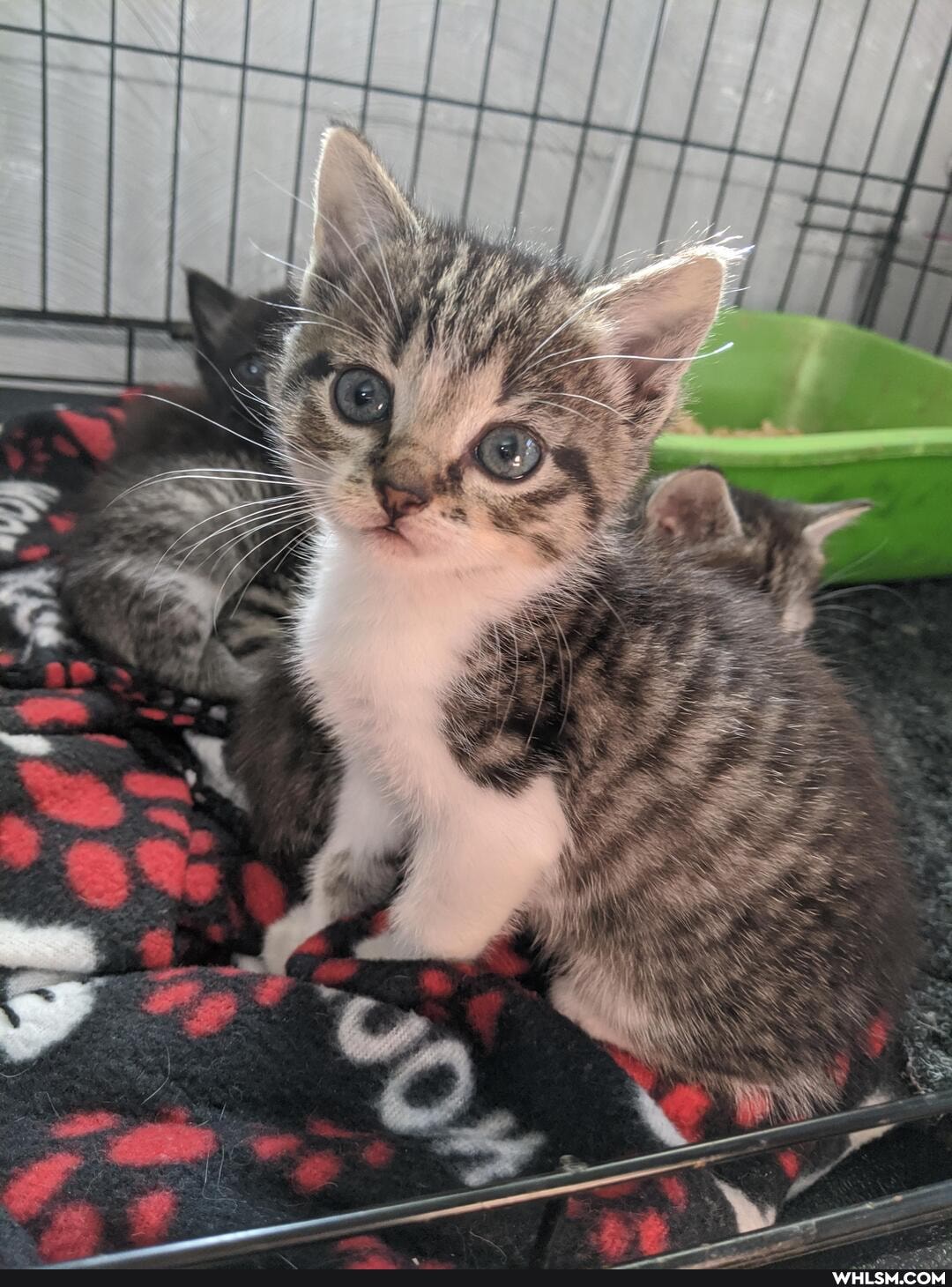 kitten, rescue_kitten, adorable, baby_animals