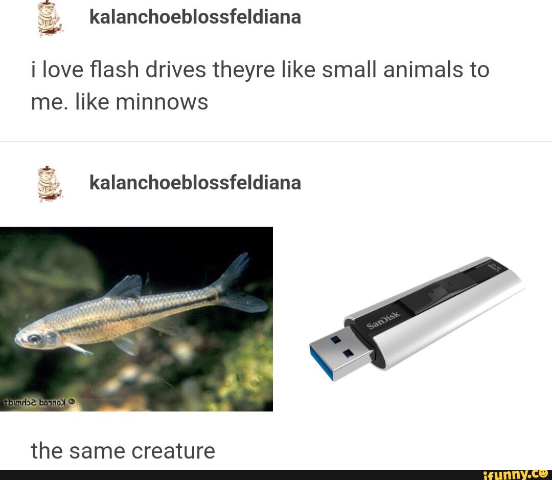 Minnows memes. Best Collection of funny Minnows pictures on iFunny