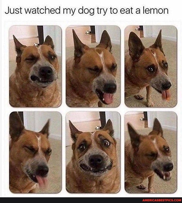 Just watched my dog try to eat a lemon