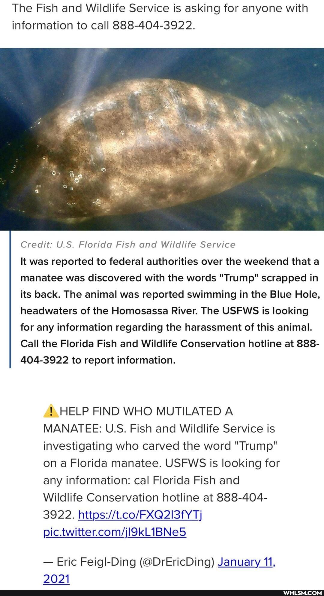 The Fish and Wildlife Service is asking for anyone with information to call 888-404-3922.
Credit: U.S. Florida Fish and Wildlife Service
It was reported to federal authorities over the weekend that a manatee was discovered with the words "Trump" scrapped in its back. The animal was reported swimming in the Blue Hole, headwaters of the Homosassa River. The USFWS is looking for any information regarding the harassment of this animal.
Call the Florida Fish and Wildlife Conservation hotline at 888-
404-3922 to report information.
HELP FIND WHO MUTILATED A MANATEE: U.S. Fish and Wildlife Service is investigating who carved the word "Trump" on a Florida manatee. USFWS is looking for any information: cal Florida Fish and
Wildlife Conservation hotline at 888-404-
3922.
- Eric Feigl-Ding (@DrEricDing) January 11,
2021