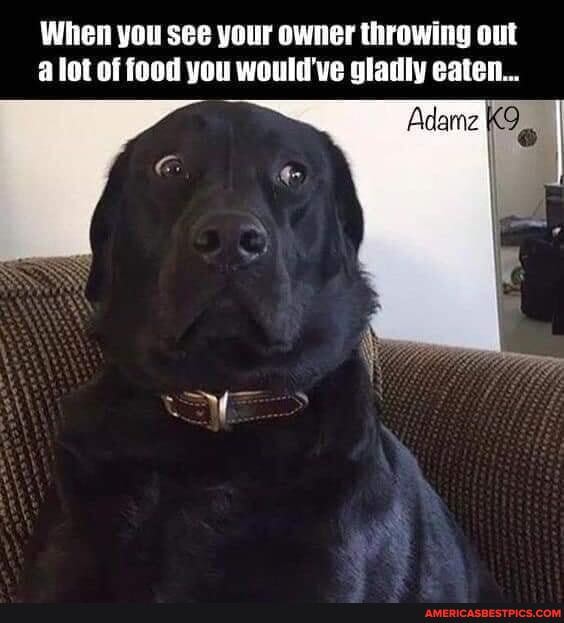 When you see your owner throwing out a lot of food you would've gladly eaten...
ME