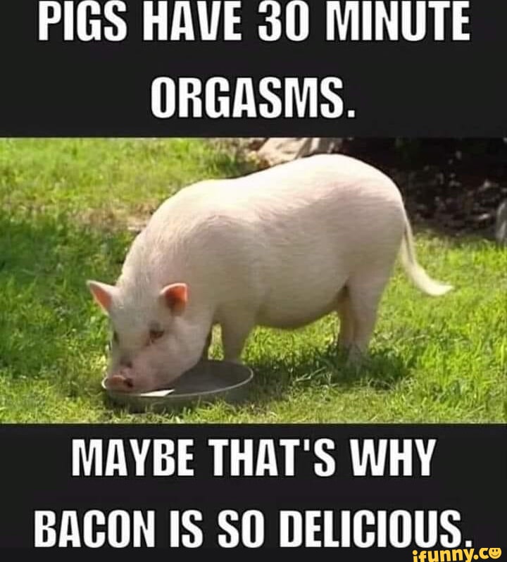 PIGS HAVE 30 MINUTE ORGASMS. MAYBE THAT S WHY BACON IS SO