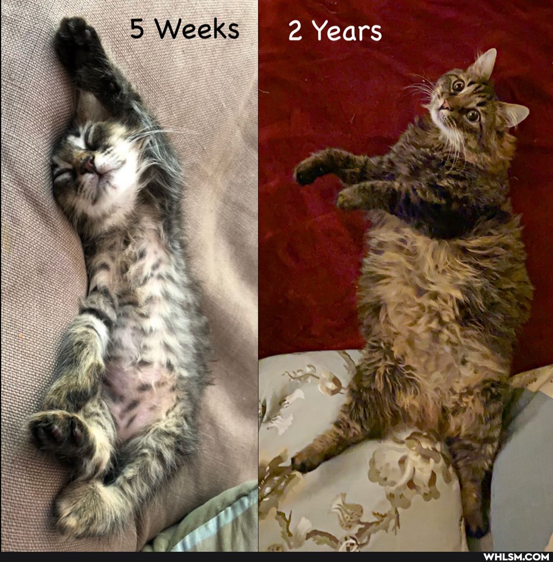 5 Weeks 2 Years