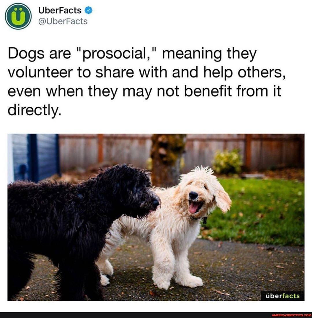 Dogs are "prosocial," meaning they volunteer to share with and help others,
even when they may not benefit from it directly.
Uberfacts
