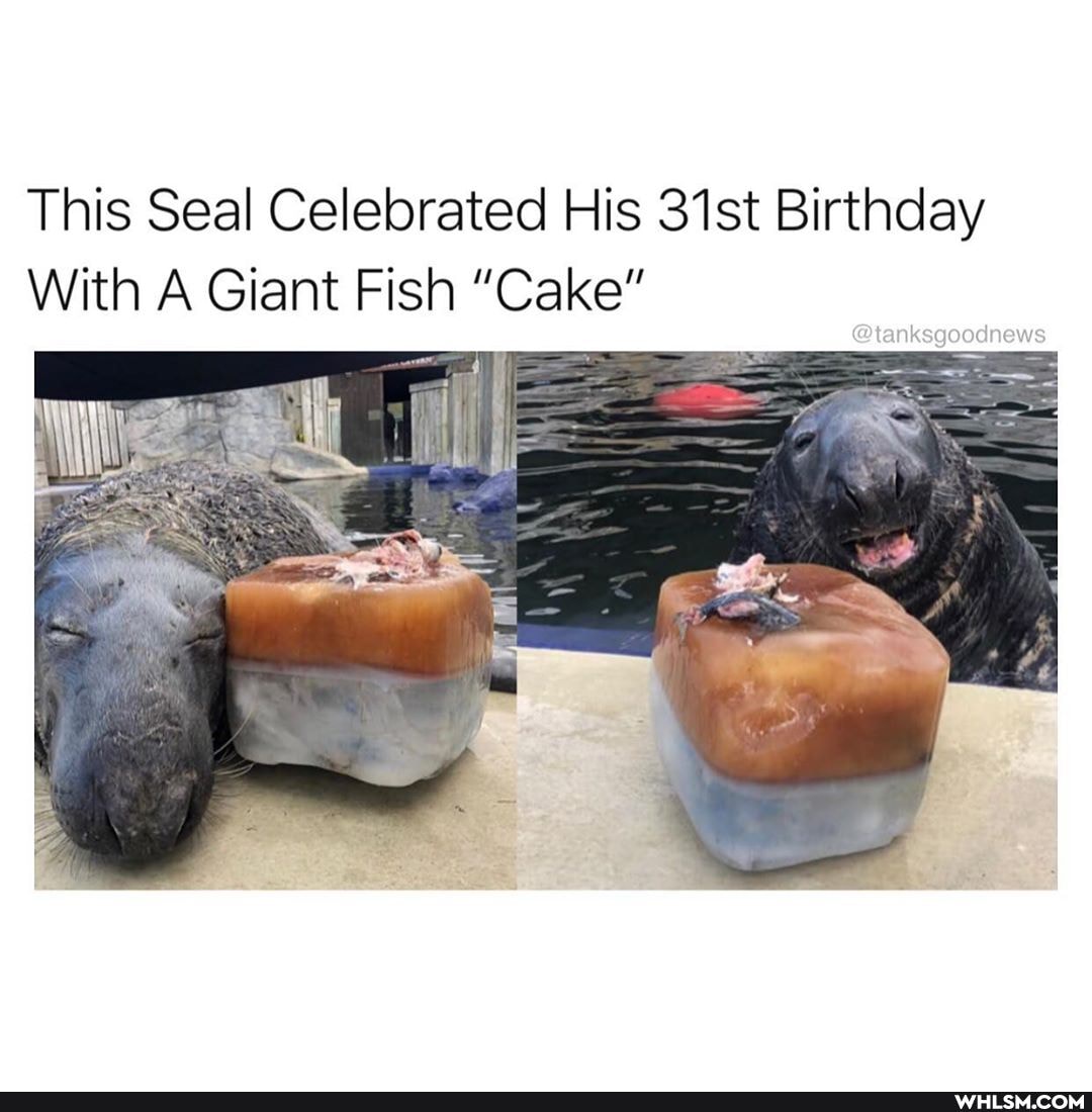 This Seal Celebrated His 31st Birthday
With A Giant Fish "Cake"
@tanksgeodnews