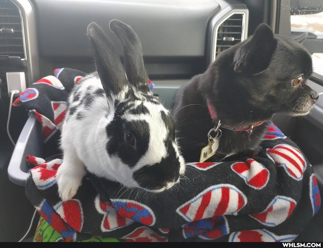 dog, happy, bunny