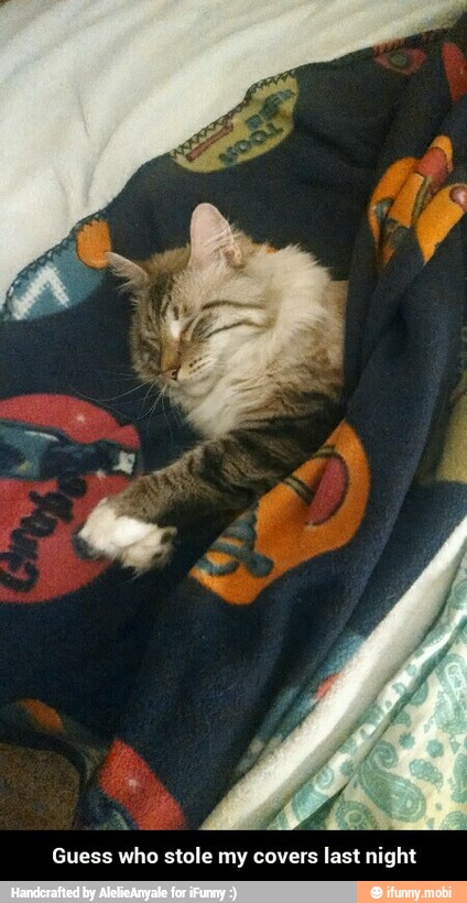 Guess who stole my covers
last night - Guess who stole my covers last night