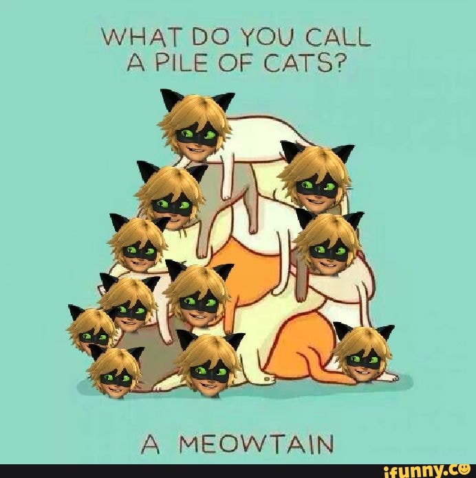 What Do You Call A Pack Of Cats