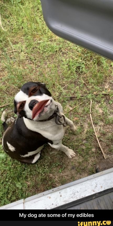 My dog ate some of my edibles - My dog ate some of my edibles