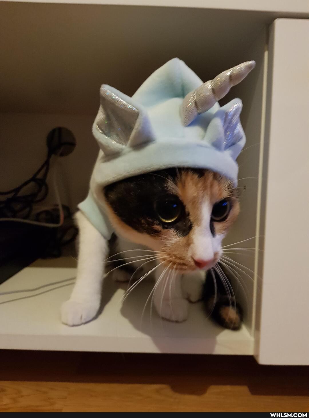 cats