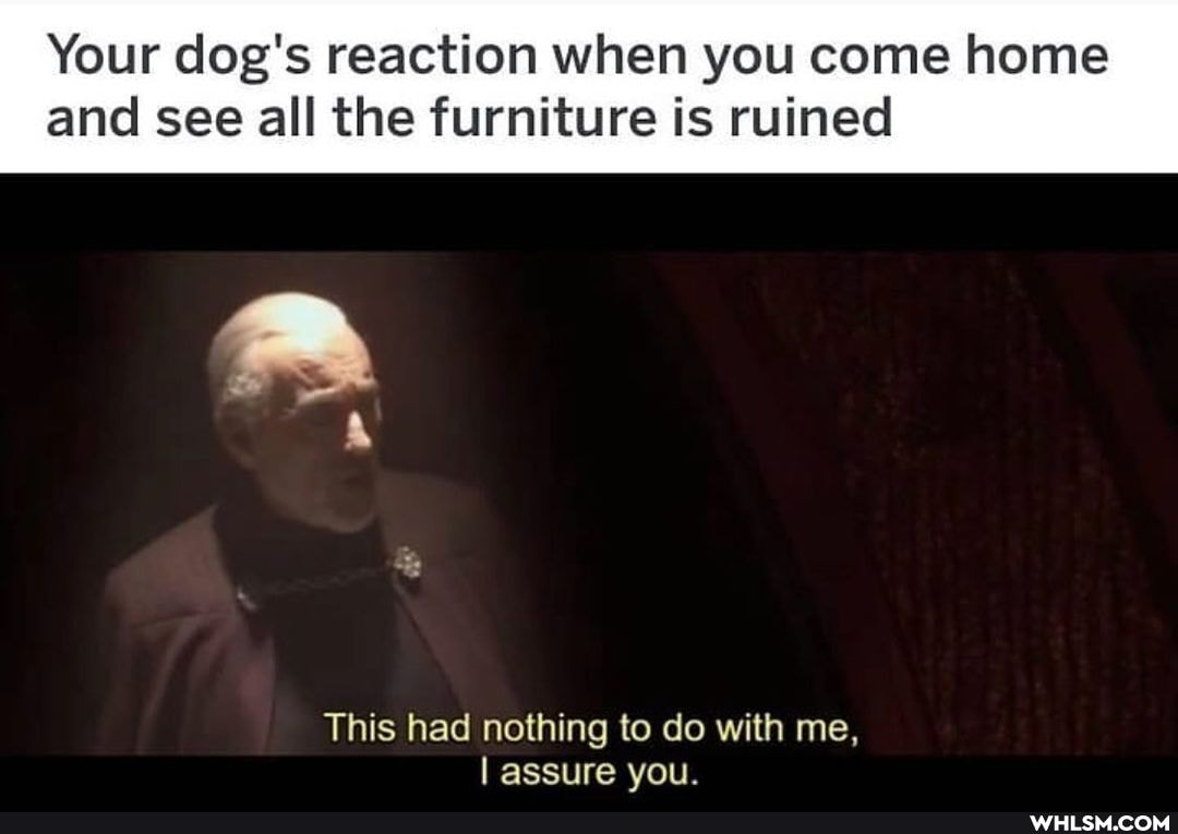 Your dog's reaction when you come home and see all the furniture is ruined
This had nothing to do with me,
I assure you.
