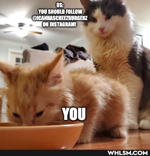 OS:
YOU SHOULD FOLLOW
"THCANKASCHEELBURGERZ OM INSTAGRAM!
YOu