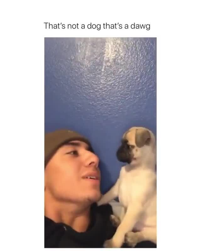 That's not a dog that's a dawg