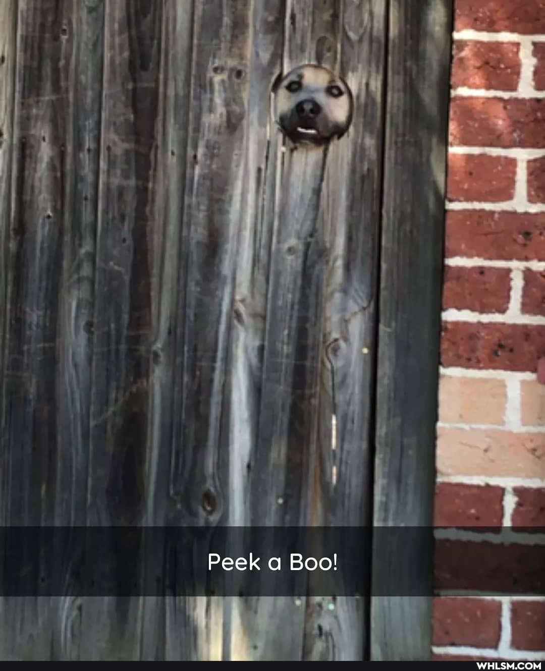 Peek a Boo!
