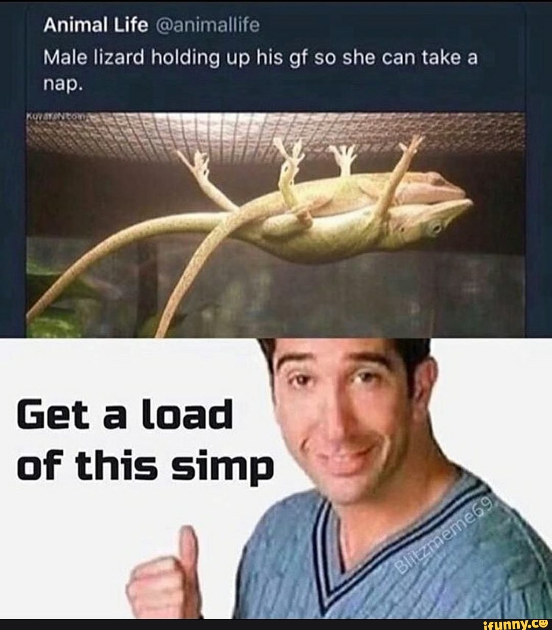 Animal Life @animallife
Male lizard holding up his gf so she can take a
nap.
Get a load