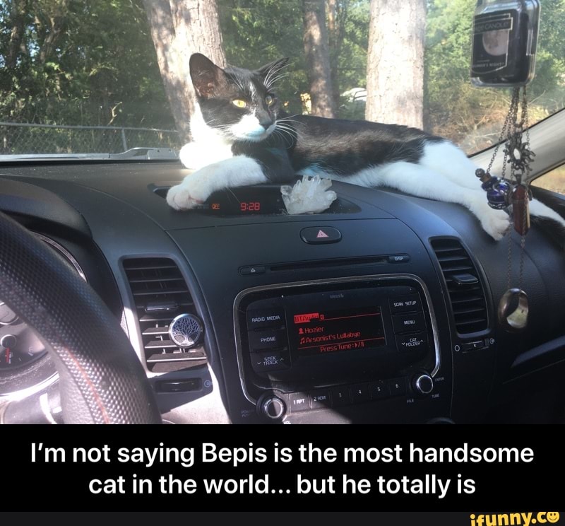 I'm not saying Bepis is the most handsome cat in the world... but he totally is - I’m not saying Bepis is the most handsome cat in the world... but he totally is