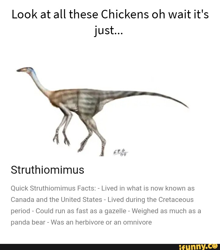 Look at all these Chickens oh wait it's just... Struthiomimus Quick