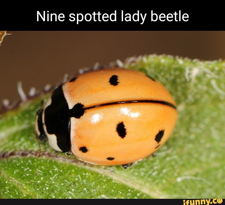 Nine spotted lady beetle he - iFunny