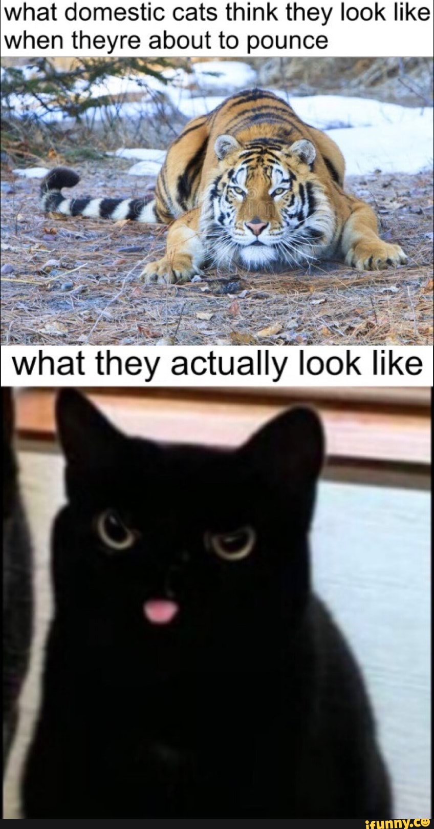 what domestic cats think they look like when theyre about to pounce
what they actually look like