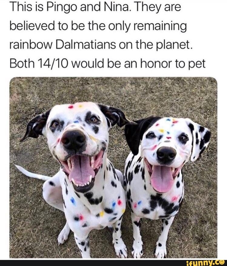 is a rainbow dalmatian a real thing