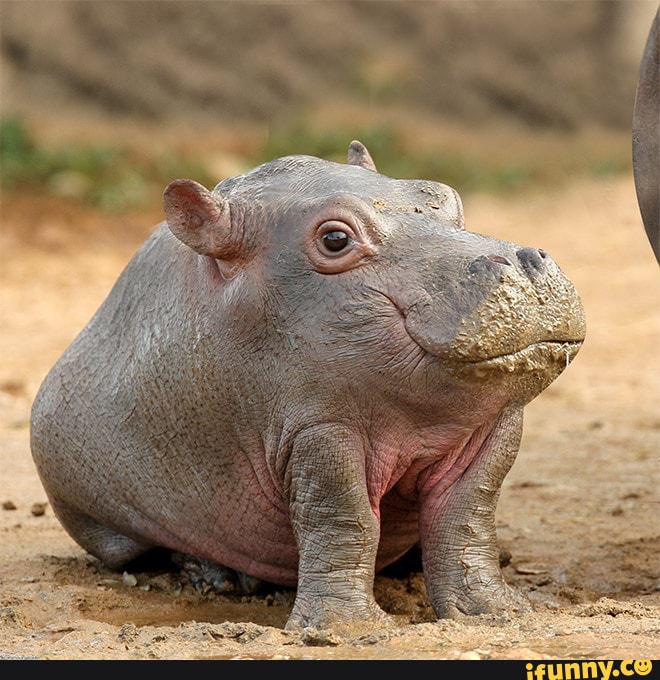 animals, huh