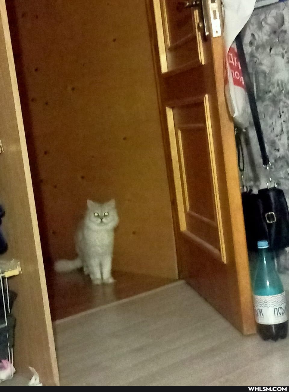 cat, fright_fest