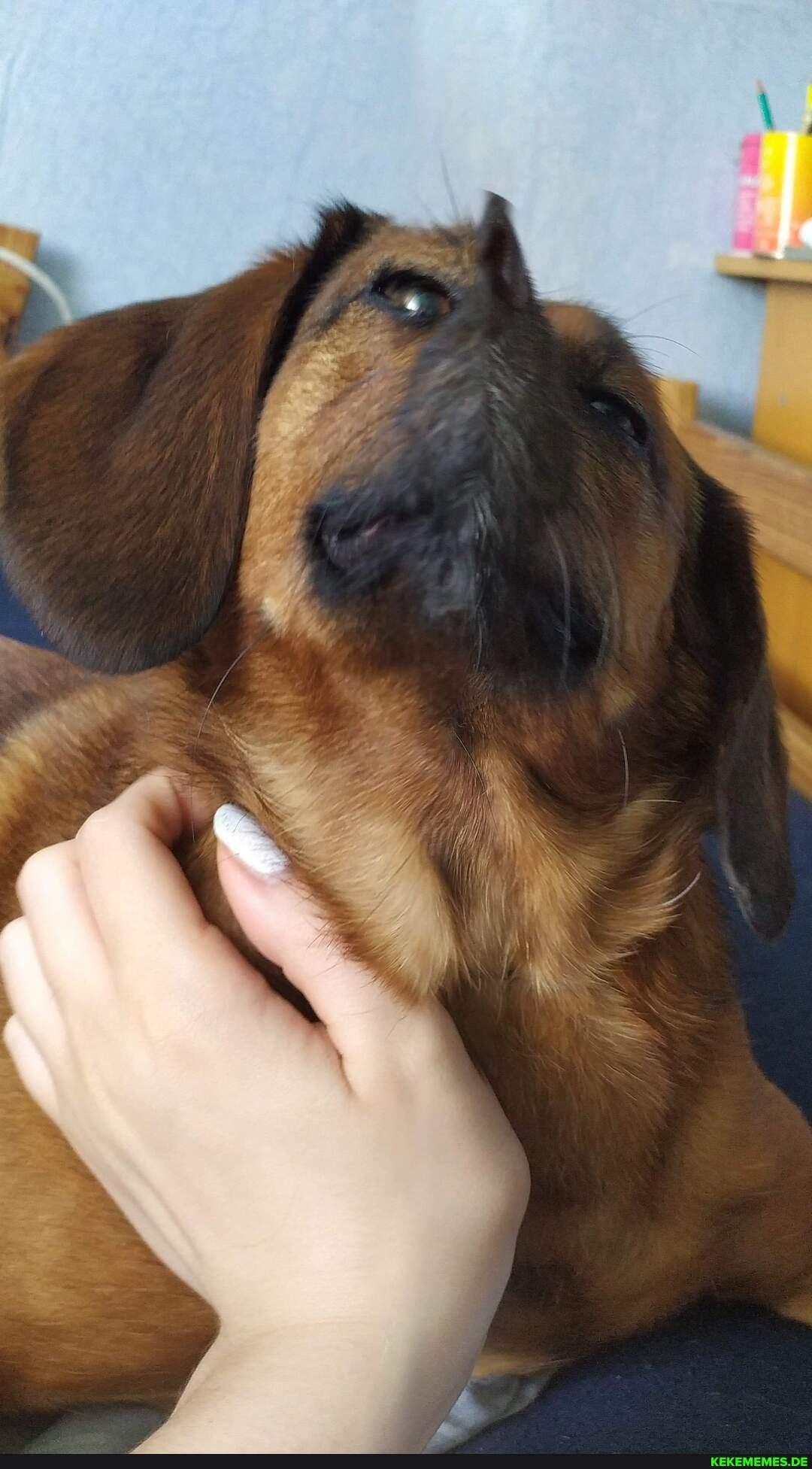 dog, megi, panorama