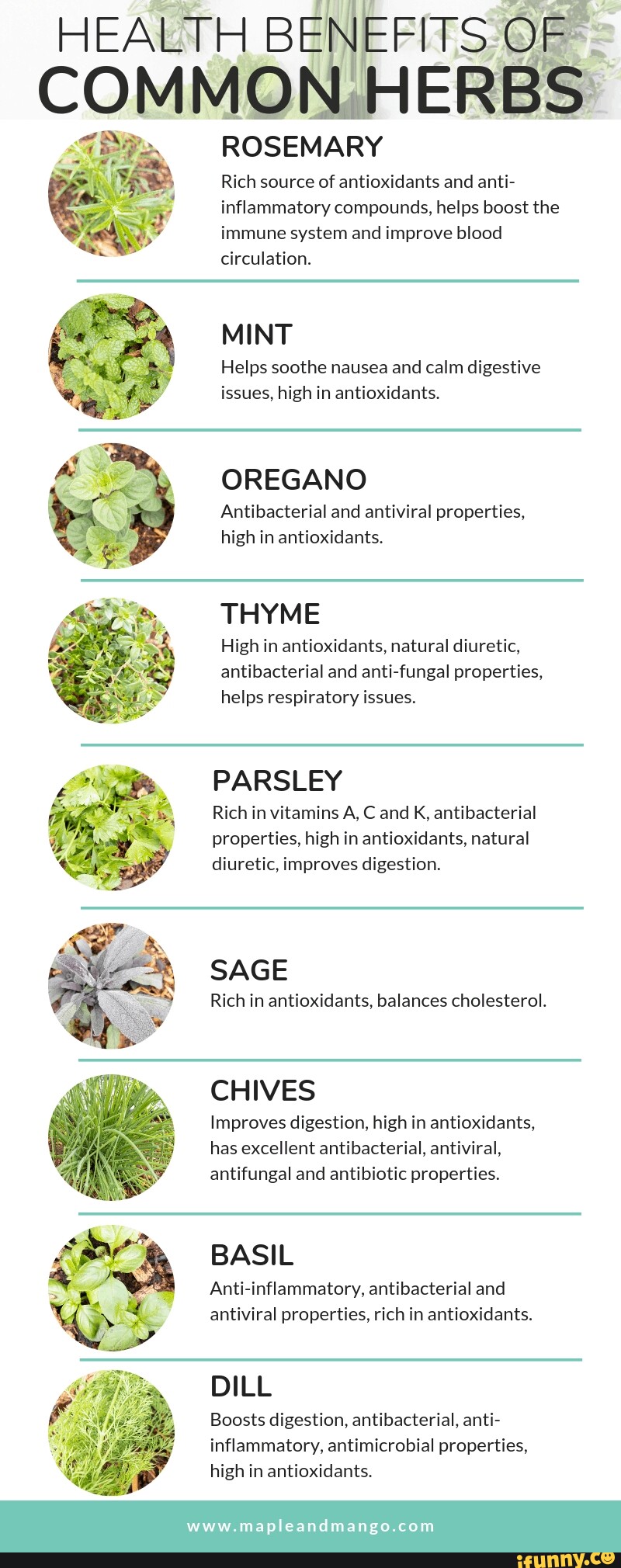 HEALTH BENEFITS.GF ROSEMARY Rich source of antioxidants and anti