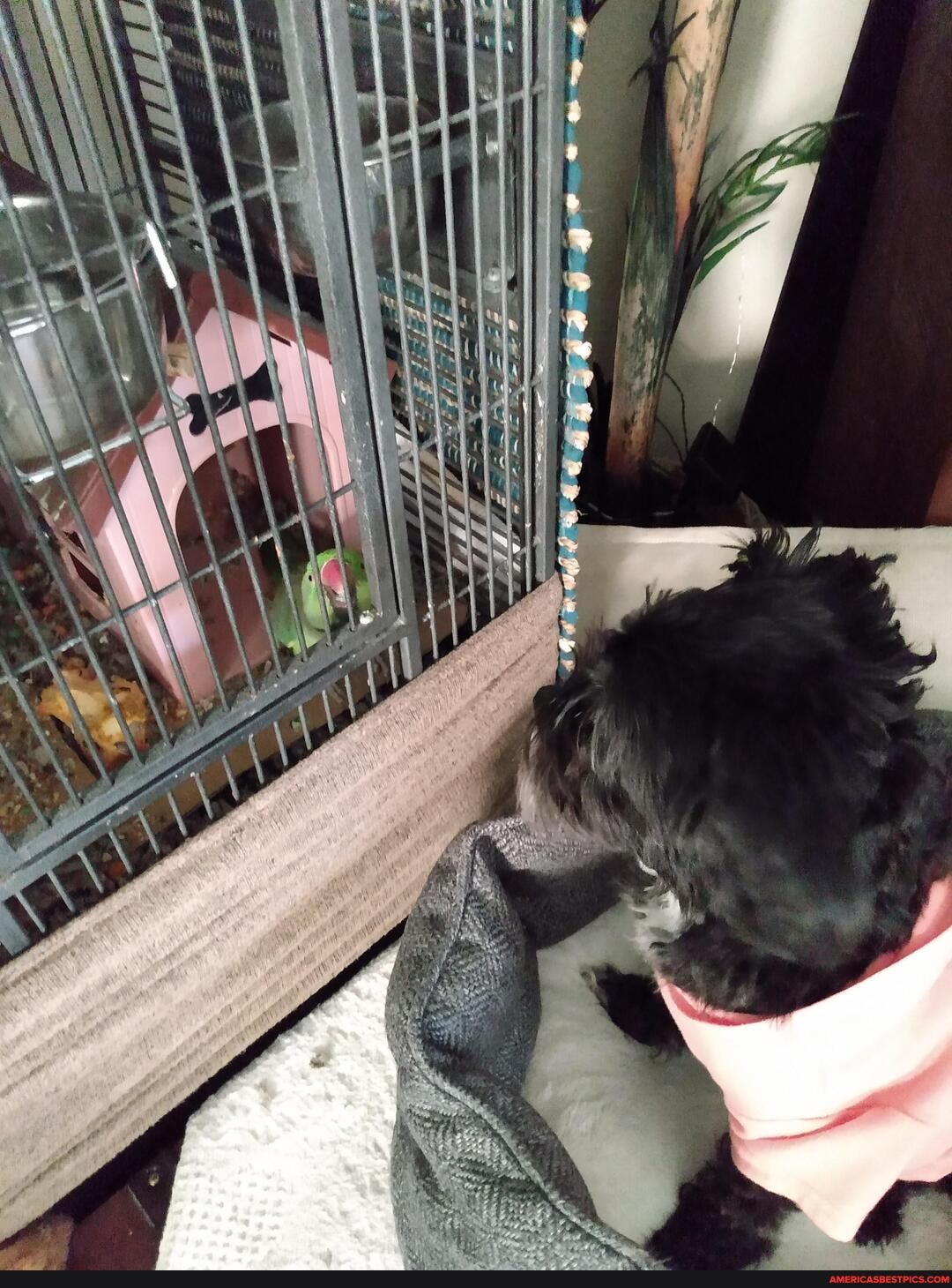 daisy, dogge, taken, protecting, pet, bird, sweet, pea, won, le