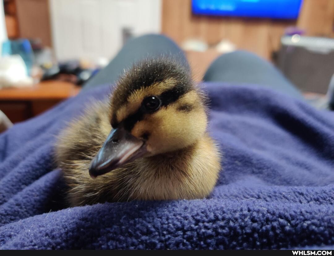 aww, baby_animals, ducklings, bernie_sanders