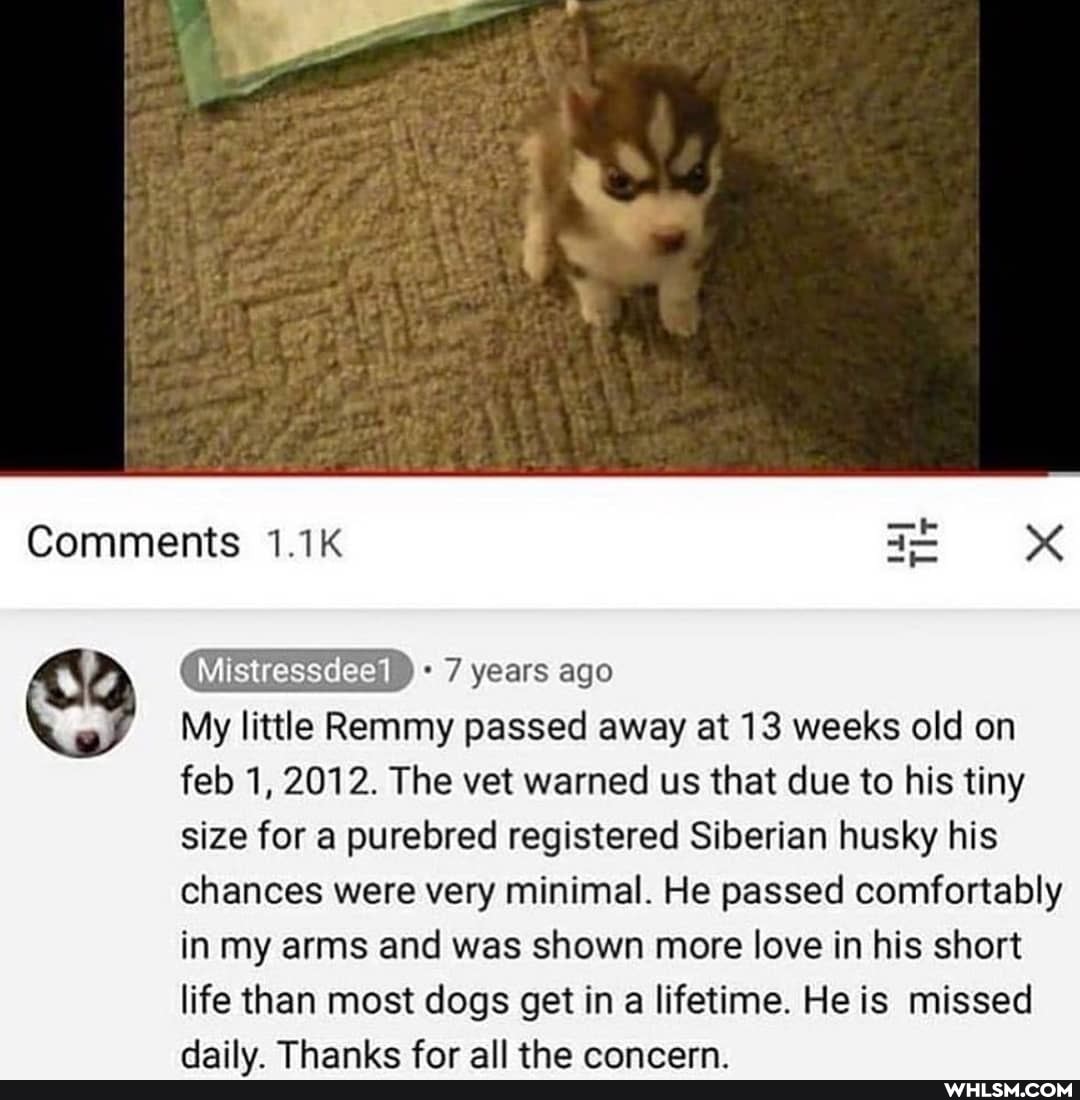 Comments 1.1K
Tit
7 years ago
My little Remmy passed away at 13 weeks old on feb 1, 2012. The vet warned us that due to his tiny size for a purebred registered Siberian husky his chances were very minimal. He passed comfortably in my arms and was shown more love in his short life than most dogs get in a lifetime. He is missed
daily Thanke far all tho ranrarn