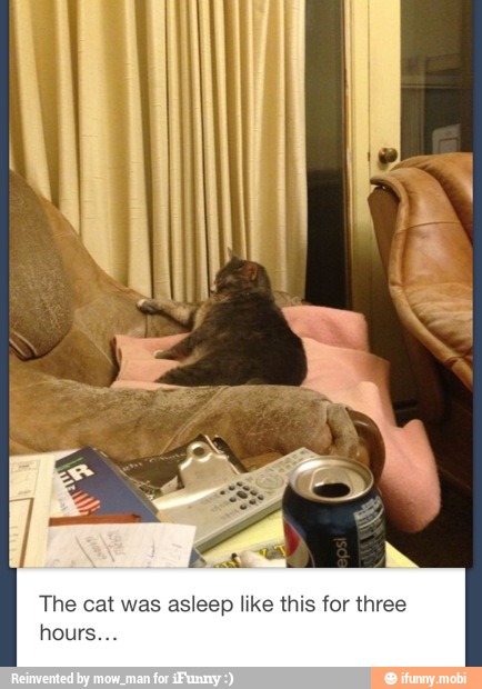 for three The cat was asleep like this