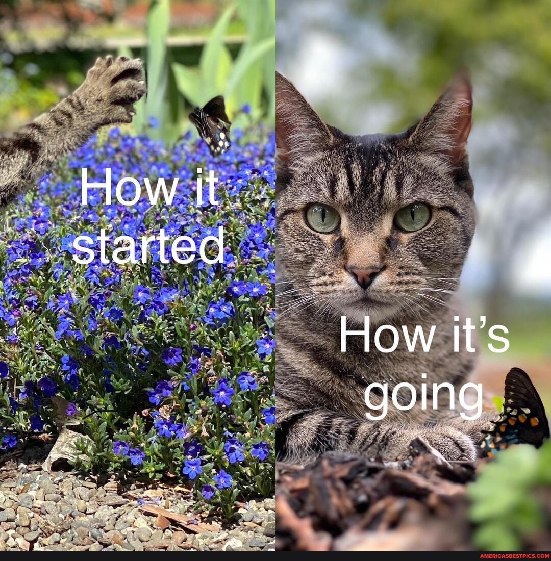 How started
How it's going
