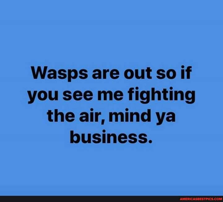 Wasps Memes Best Collection Of Funny Wasps Pictures On America S Best Pics And Videos