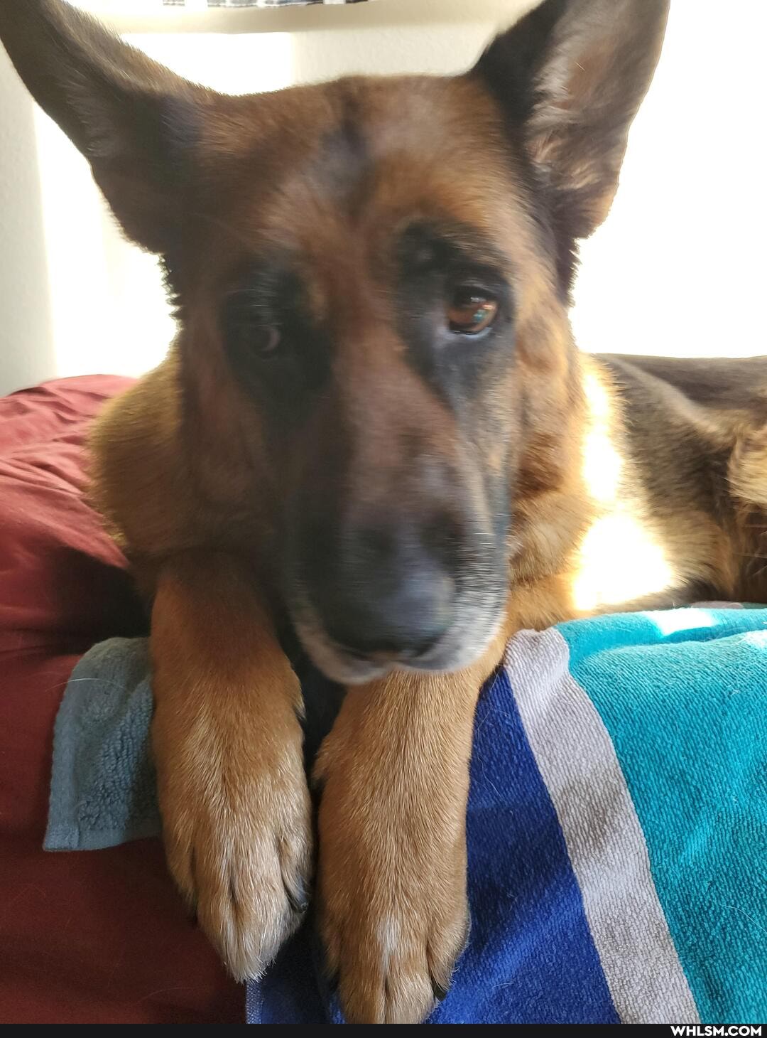 rescue_dog, dog