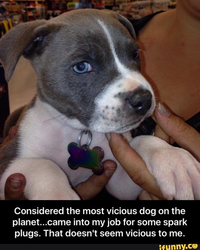 Considered the most vicious dog on the
planet...came into my job for some spark
plugs. That doesn't seem vicious to me. - Considered the most vicious dog on the planet...came into my job for some spark plugs. That doesn't seem vicious to me.